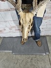 Wild 10 Point Whitetail Deer Antler Rack Horn Skull European Mount Man Cave 132 