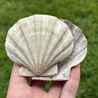 Pristine  3 4  Paired Fossil Scallop Seashell Chesapecten Va Megalodon Era Decor