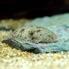 Pack 5 Freshwater Flounder 1 Inch  achirus Fasciatus  Live Fish Free Shipping