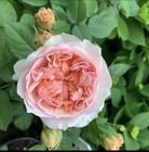 Evelyn Aussaucer Shrub  climbing Rose 1 Gallon Plant-presale-ship Oct30