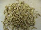 Mealworm Breeder Kit - Breed Live Feeder Worms And Save     Free Shipping 