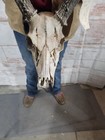 Wild 9 Point Whitetail Deer Antler Rack Horn Skull European Mount 142  Cabin 