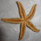 Vintage Starfish