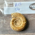 Whole Polished White Ammonite Fossil