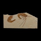 1 4  Fossil Shrimp Carpopenaeus Cretaceous Age 100 Mil Yrs Old Lebanon Coa