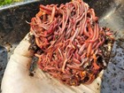Live Red Wigglers Composting Worms  1 2 Lb  500 Count  Vermicomposting