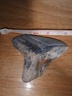  3   10 000 000 Year Old Megalodon Shark Tooth  premium Pristine Specimen  