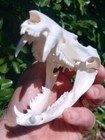 Real Opossum Skull - American Sourced - Didelphis Virginiana - Xl 5  Long