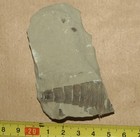 Thorax Of Silurian Sea Scorpion -eurypterus Tetragonophthalmus