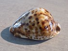 Shell  New Cypraea Zoila Friendii Vercoi 73mm Sw australia