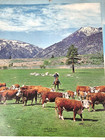 Vintage 1970 Calendar Kamiah Idaho Hardware   Ace Hereford Ranch Complete