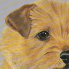 Print Of A Norfolk Terrier By Michael O brian  Collectable