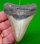 Megalodon Shark Tooth  Real Fossil - 3 64     Sharks Teeth Serrated - No Resto 
