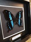Papilio Oribazus Blue Banded Swallowtail Butterfly Real Taxidermy Framed Insects