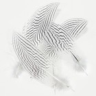 Natural Silver Pheasant Feathers Long 810 Inch Bulk Craft Decor 10 Pcs