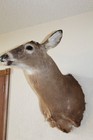 Whitetail Deer Head Shoulder Mount Taxidermy Mount Antler Hunt Rack Mule Hide