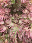 Japanese Maple Buy Two Trees    your Choice   Special 