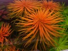 3 Stems Ludwigia Pantanal Live Aquarium Plants Free S h  Rare   Gorgeous   