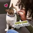 Temptations Mixups Catnip Fever Flavor Crunchy And Soft Treats For Cats  6 3 Oz