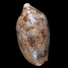 Volutoidea-0088 Cymbiola Rutila Macgillivrayi Large Aged From Papua New Guinea