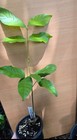 Rambutan Tree Live Tropical Fruit Tree Exotic Lychee-like Fruit   12 Inches