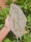 Line Of 4 Fossils Trilobites  lonchodomas  From Ordovician Fezouata Morocco