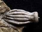 Pair Fossil Crinoids  Union Co  Illinois