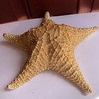 Real Dried Large 9    Starfish Big Giant Ocean Sea Star Coastal