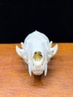 Real American Mink Skull - Neogale Vison - Generic - American Sourced