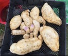 Okinawa Purple   Sweet Potato Slips