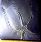 Detailed 7cm Near Complete Furcaster Palaeozoicus   L  Dev  Bundenbach  Germany