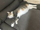     charity     Feed A Stray   Feral Cat For A Month