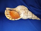 Large  zebra  Stripe Seychelles Island Sea Shell     anse La Passe Beach    