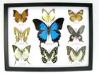 9 Beautiful Butterflies In Xl Showcase  Framed  Real Taxidermy - A-09-ulysses-08