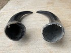 Steer Horns 11 Inch Two Horns Semi Polished Bull Cow