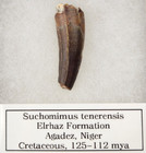 Suchomimus 1 60  Theropod Dinosaur Tooth Fossil - Elrhaz Fm  - T  n  r    Niger