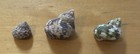 Ribbed Turban Shell Lot Of 3    turbo Intercoastalis    20-35mm Hawaii 
