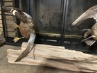 Captive Pre-owned Driftwood Mounted Ducks