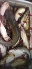 Krazy Kat Catfish Punch Bait