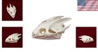 Unique Gift  Real Animal Skull Taxidermy -