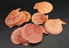 Amber Orange Scallop Seashell Halves Approx  Quarter Pound Shells 2  Inches