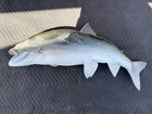Salmon Fish Real Teeth Taxidermy Wall Mount 34   