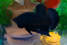 Black Halfmoon Plakat Male - Import Live Betta Fish From Thailand