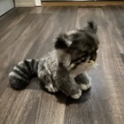 Hansa Pallas Cat Cat Stuffed Animal Plush Small 6-14 In