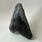 Megalodon Shark Tooth 5 68 Inch - Big - Wide Fossil - Black - Real Teeth 19696