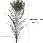50pcs Long Natural Peacock Feathers 16-18 Inch 40-45cm For Tall Vases Home Decor