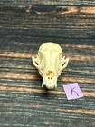 Real Grey Fox Unique Animal Mount Halloween Skull Art Craft Mountain Man Canine