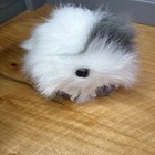 Vtg Puffkins Dog Puppy Lot Of 6 Plush Swibco No Duplicates W  Name Tags