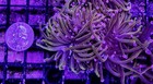 Wysiwyg 2 Head New York Knicks Branching Torch Coral Live Frag - Free Ship