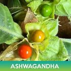 Ashwagandha Seeds  Withania Somnifera  Combined Shipping On 500  Seed Varieties 